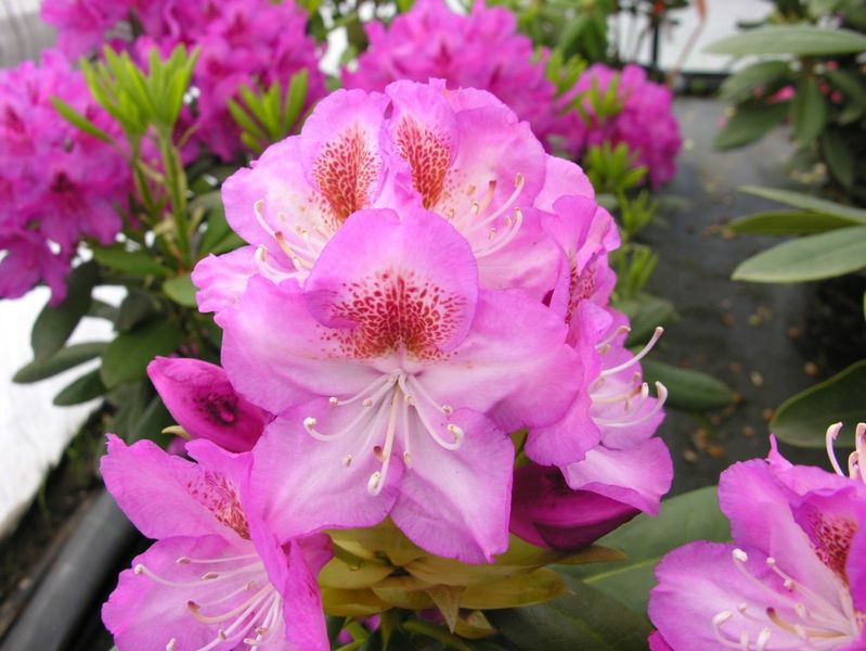 Rhododendron (-) hubr. Kazimier Odnowiciel / Royal Violet - 13,15