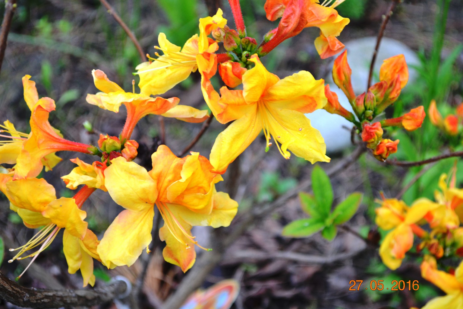 DSC 0983.JPG