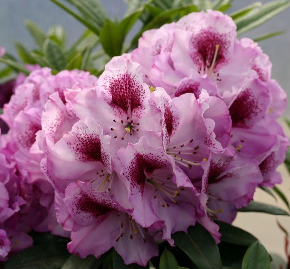 Rhododendron (-) hubr. Pfauenauge - 10,96