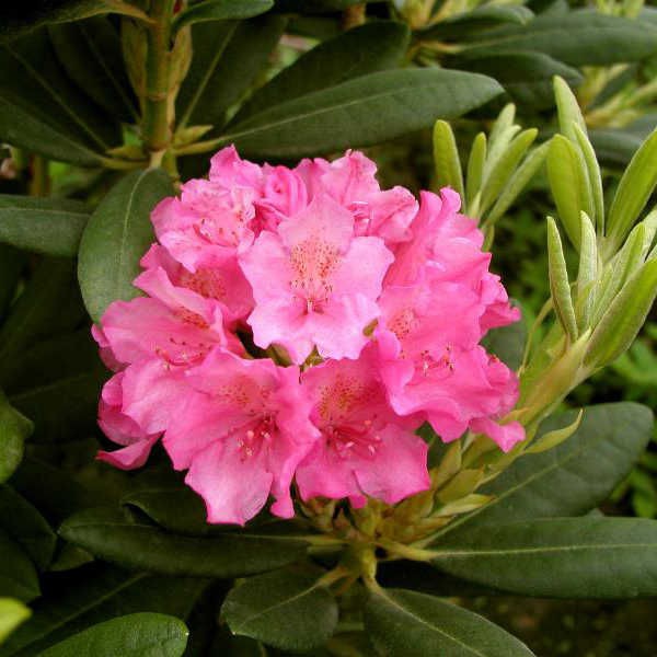 Rhododendron (-) hubr. Haaga - 3,94