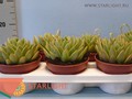 Эхеверия Миранда (25) 155.00