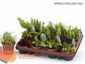 Хищные растения (20) 355.00