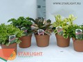 Пеперомия (25) 295.00