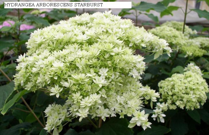 Hydrangea () arb. Hayes Starburst P19/C3 30-40 CM - 7