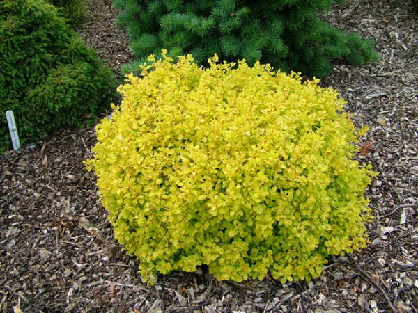 Berberis () thunbergii BONANZA GOLD Bogozam PBR - 6,72