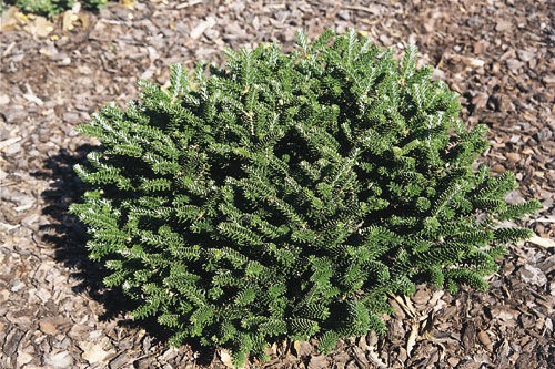 Abies () koreana Oberon - 25,8