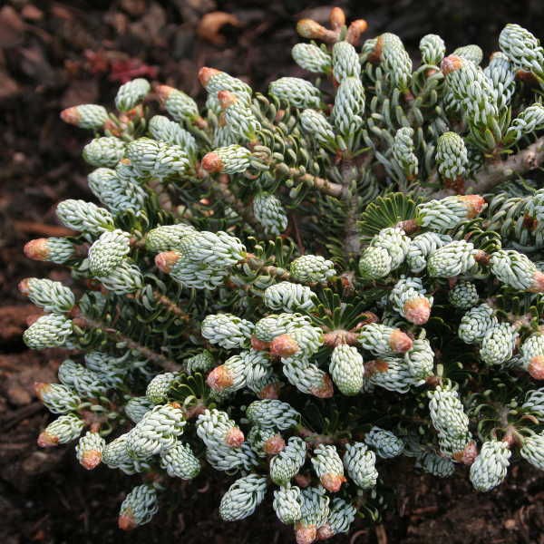 Abies () koreana Kohouts Icebreaker - 31,14