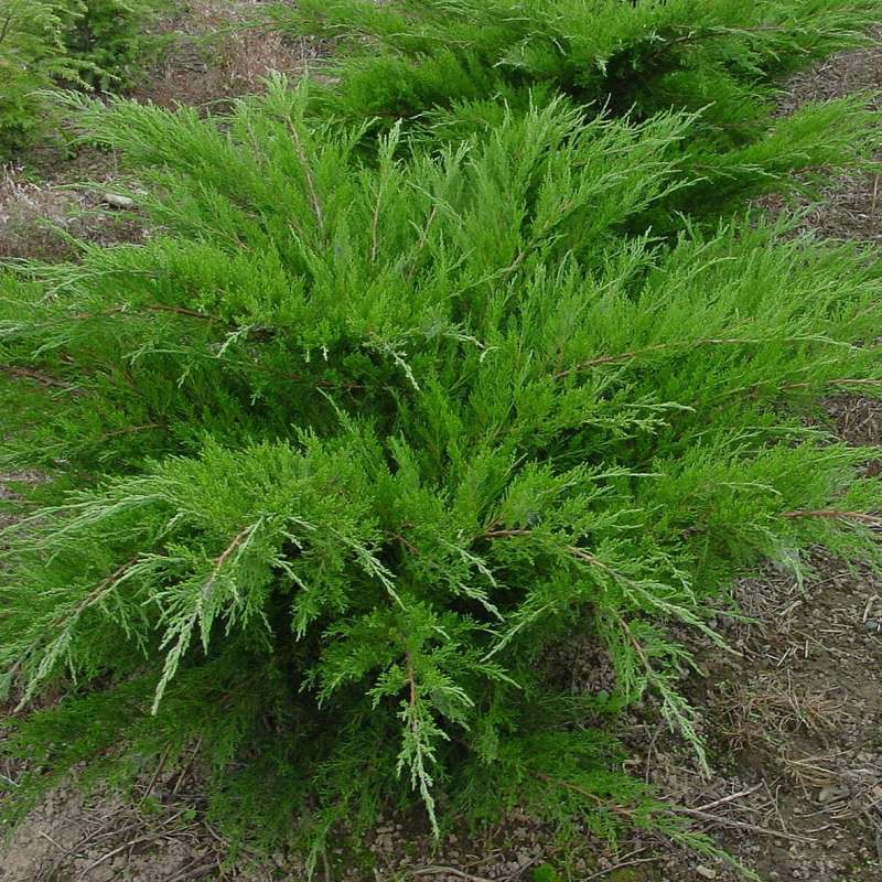 Juniperus (-) pfitzeriana Mint Julep - 4,2