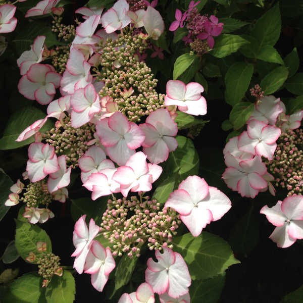 Hydrangea () m. Hovaria Love You Kiss P19/C3 - 15,3