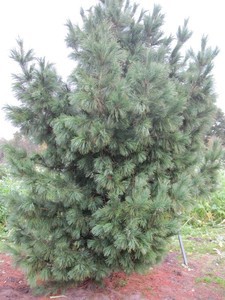 Pinus () cembra - 6,16