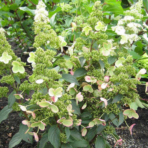 Hydrangea () pan. Magical Hymalaya P17/C2 30-40 CM - 8,1