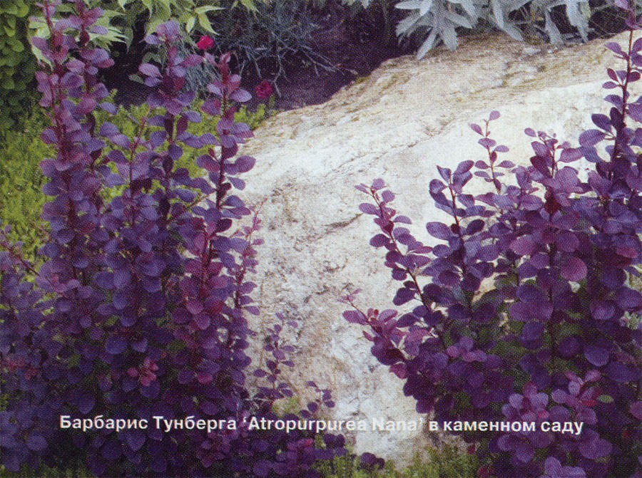   Atropurpurea