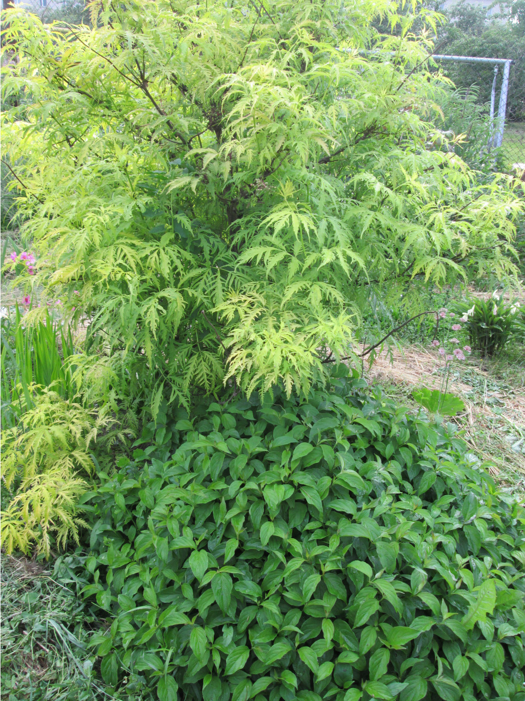 IMG 4442.JPG