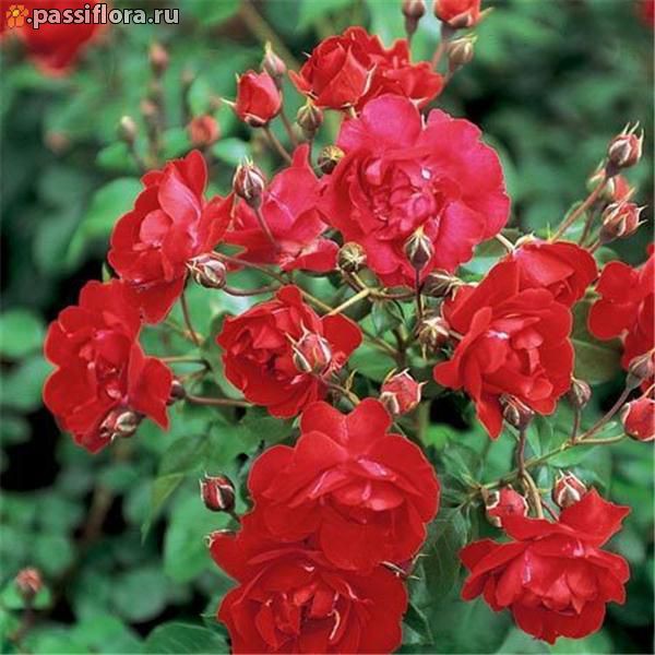 Rosa () Centenaire de Lourdes Rouge C5 - 8,91