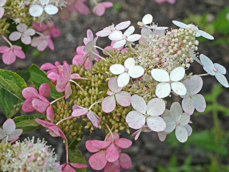 Hydrangea () pan. Big Ben C5 - 4,79