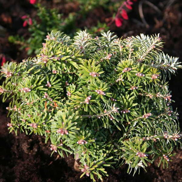 Abies () koreana Kristallkugel - 40,32