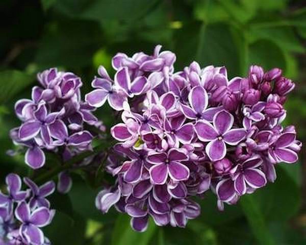 Syringa () vulg. Sensation - 7,8