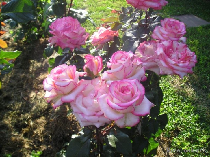 Rosa () Princesse De Monaco C5 - 7,81