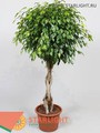 Фикус бендж Экзотика (180) 12 995.00