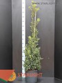 Илекс Акуифолиум (160) 4 550.00