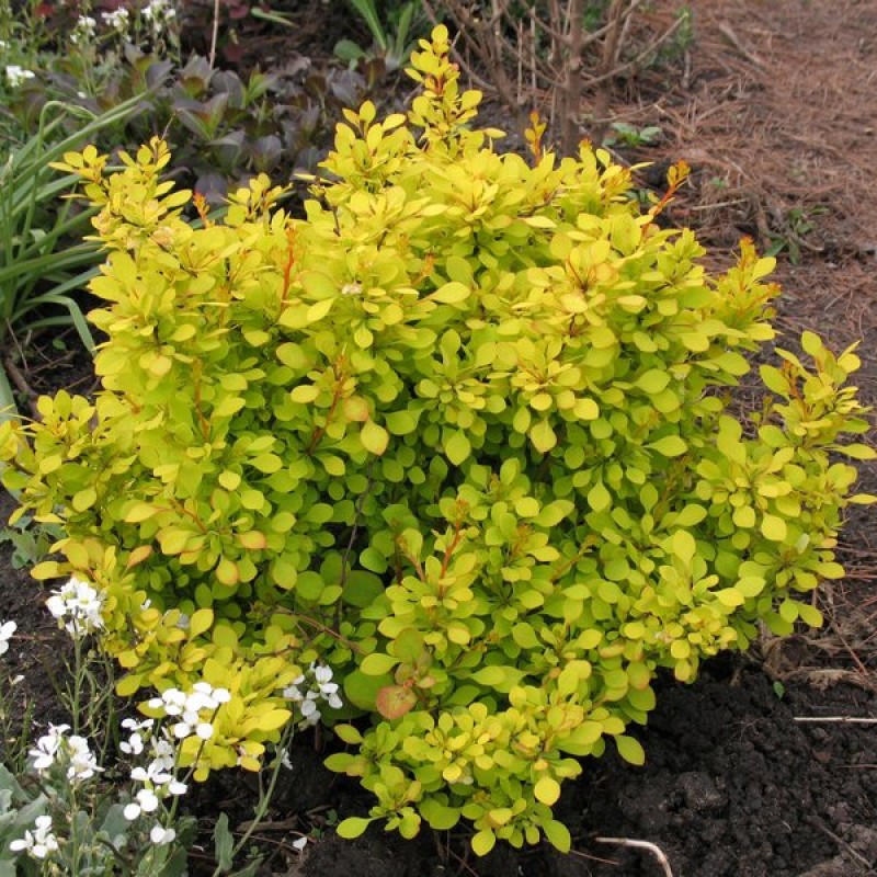 Berberis () thunbergii Aurea - 4,2