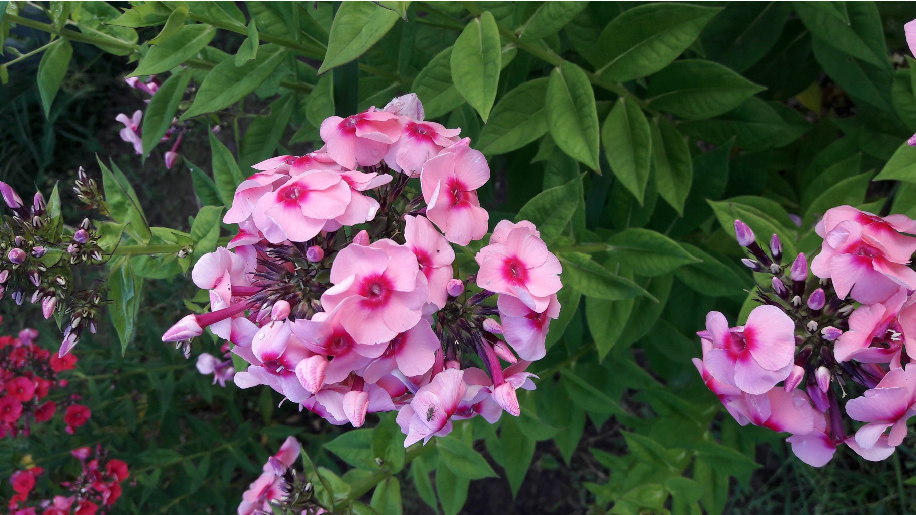 20160721 063631.jpg