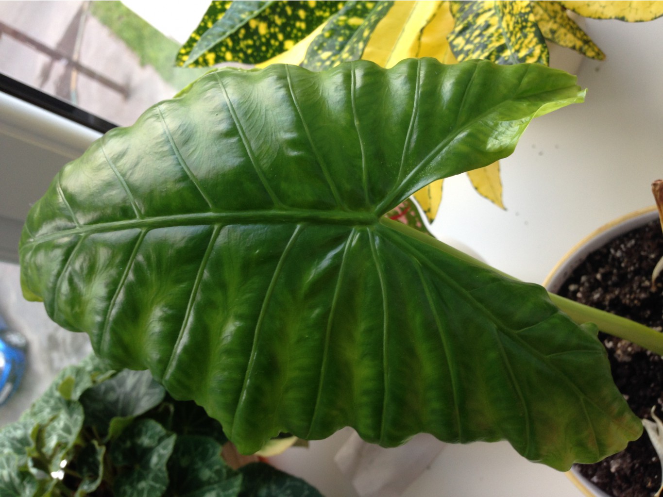 Alocasia macrorhiza 'Seven Colors'