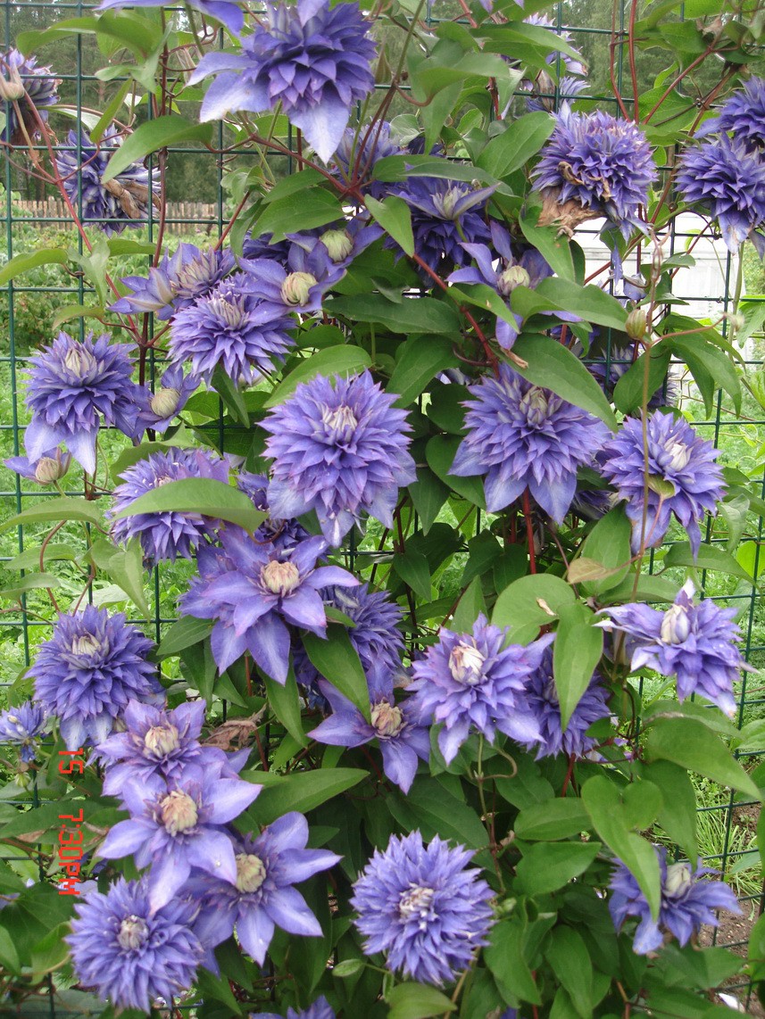 Clematis Multi Blue - 3,37   