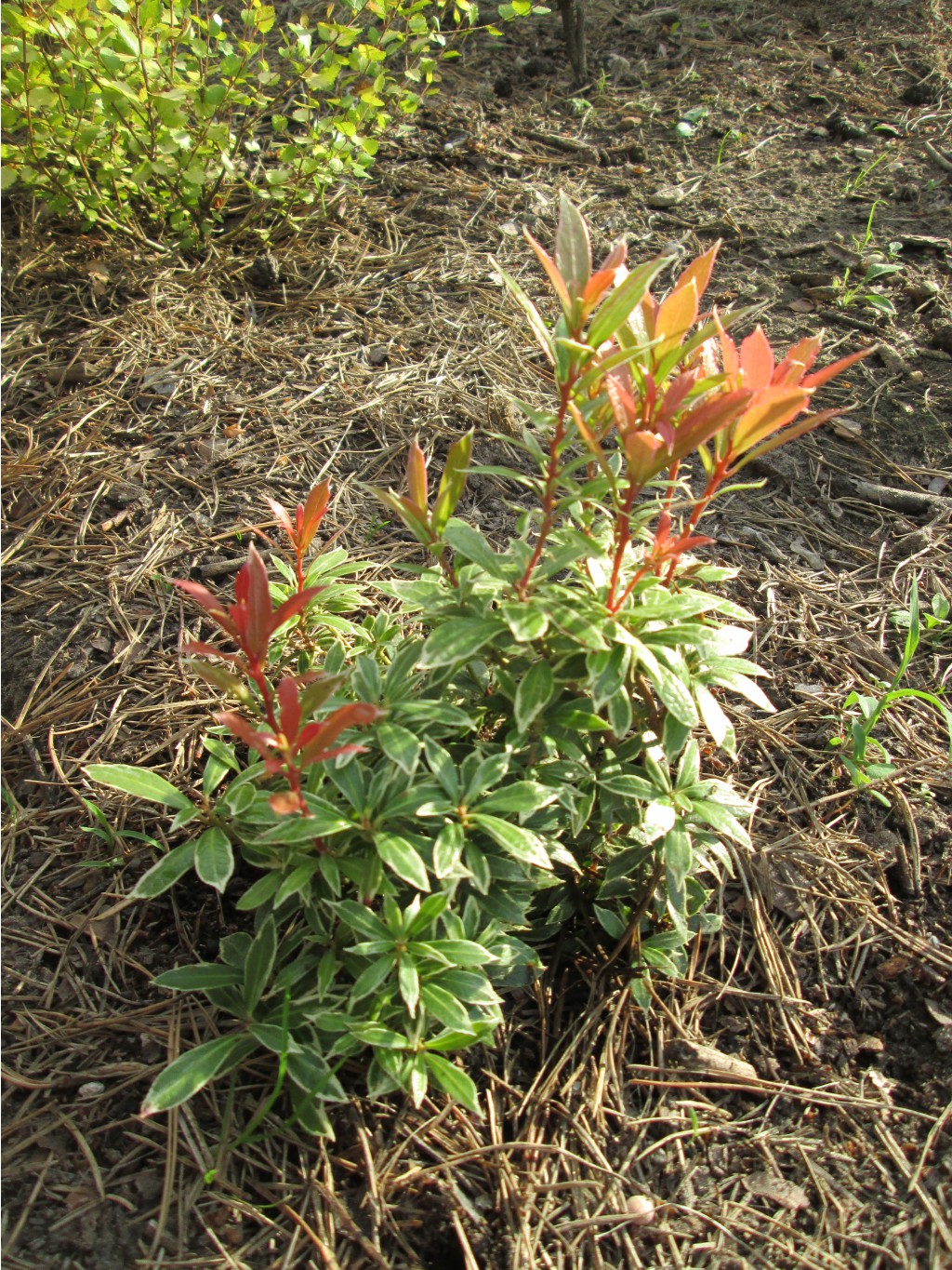 IMG 4480.JPG
