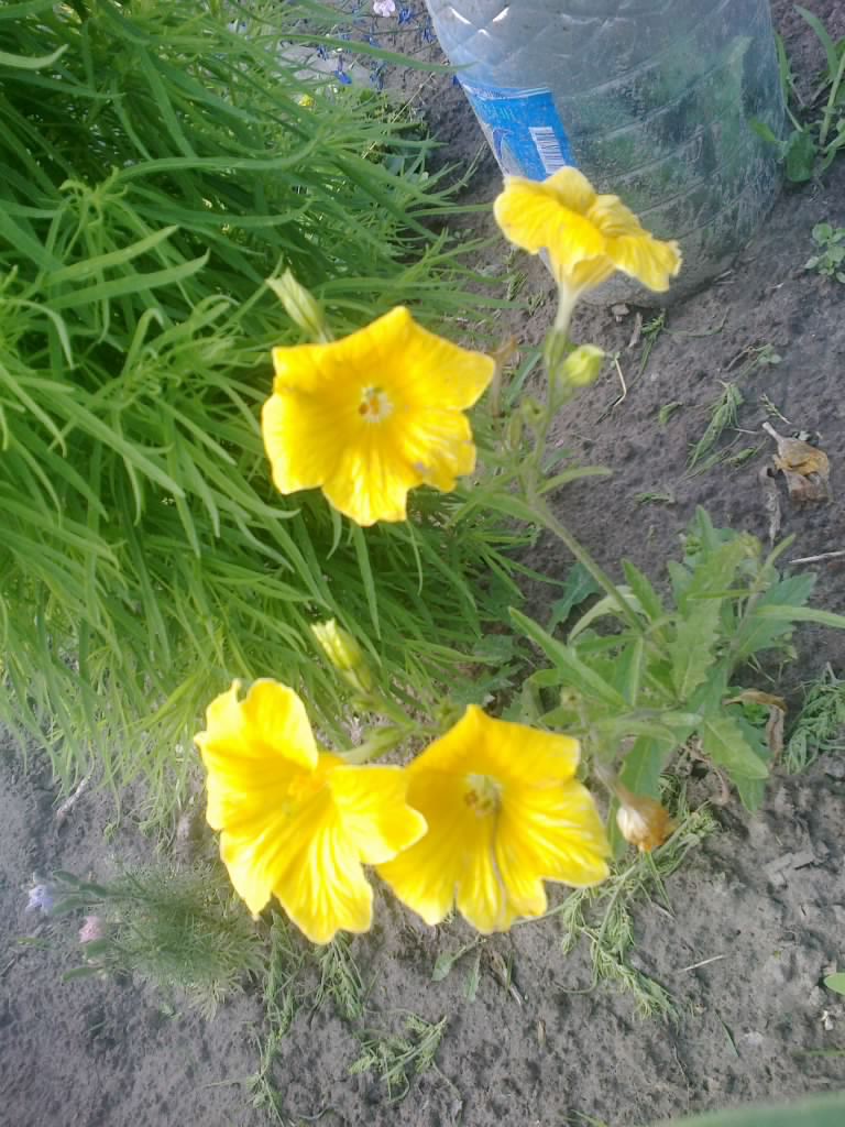 2016-07-23-1228.jpg Сальпинглоссис