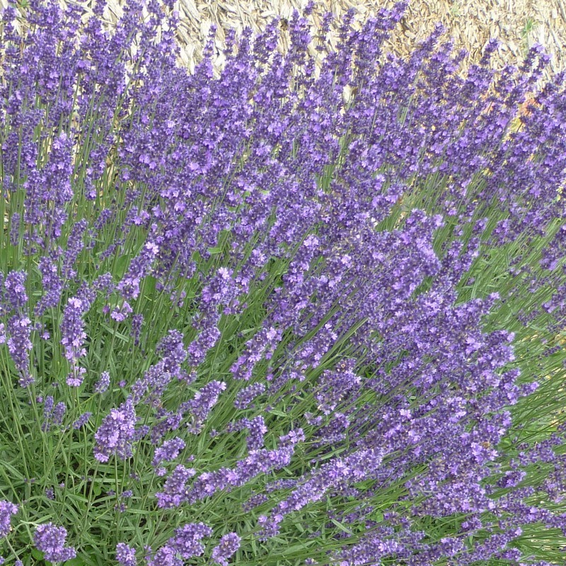  Lavandula int. Dutch - 2,13    