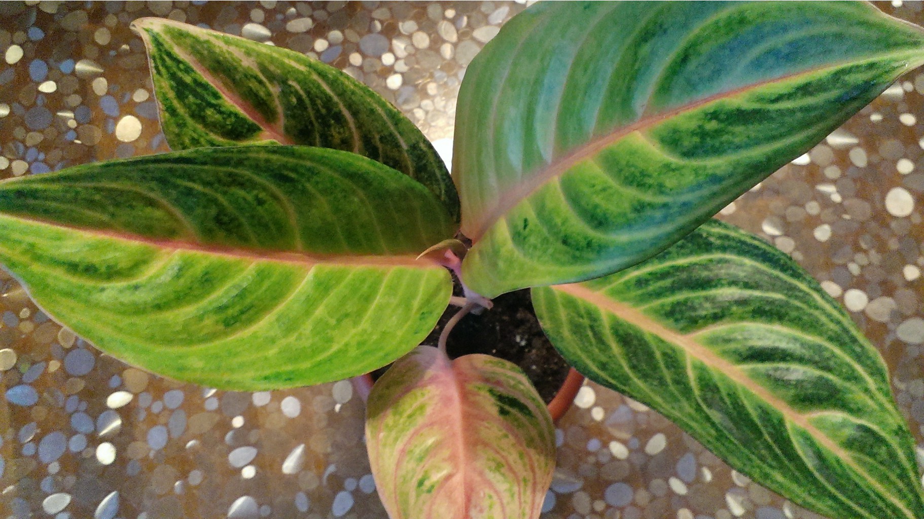 Aglaonema Ka Sem Boxing