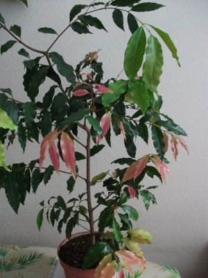   Syzygium rubicundum-   