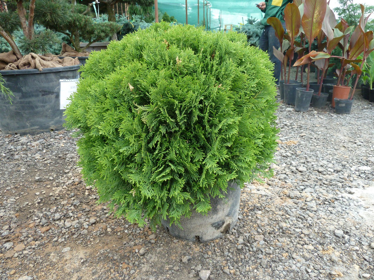  Thuja occ. Danica - 1,62       2 