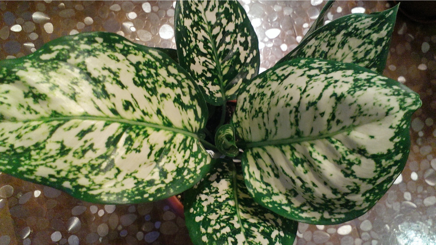 White Anyamanee