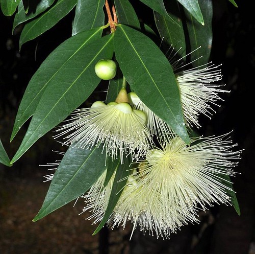   Syzygium rubicundum-   ...