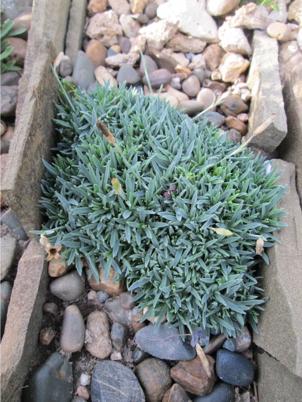 IMG 4486.JPG