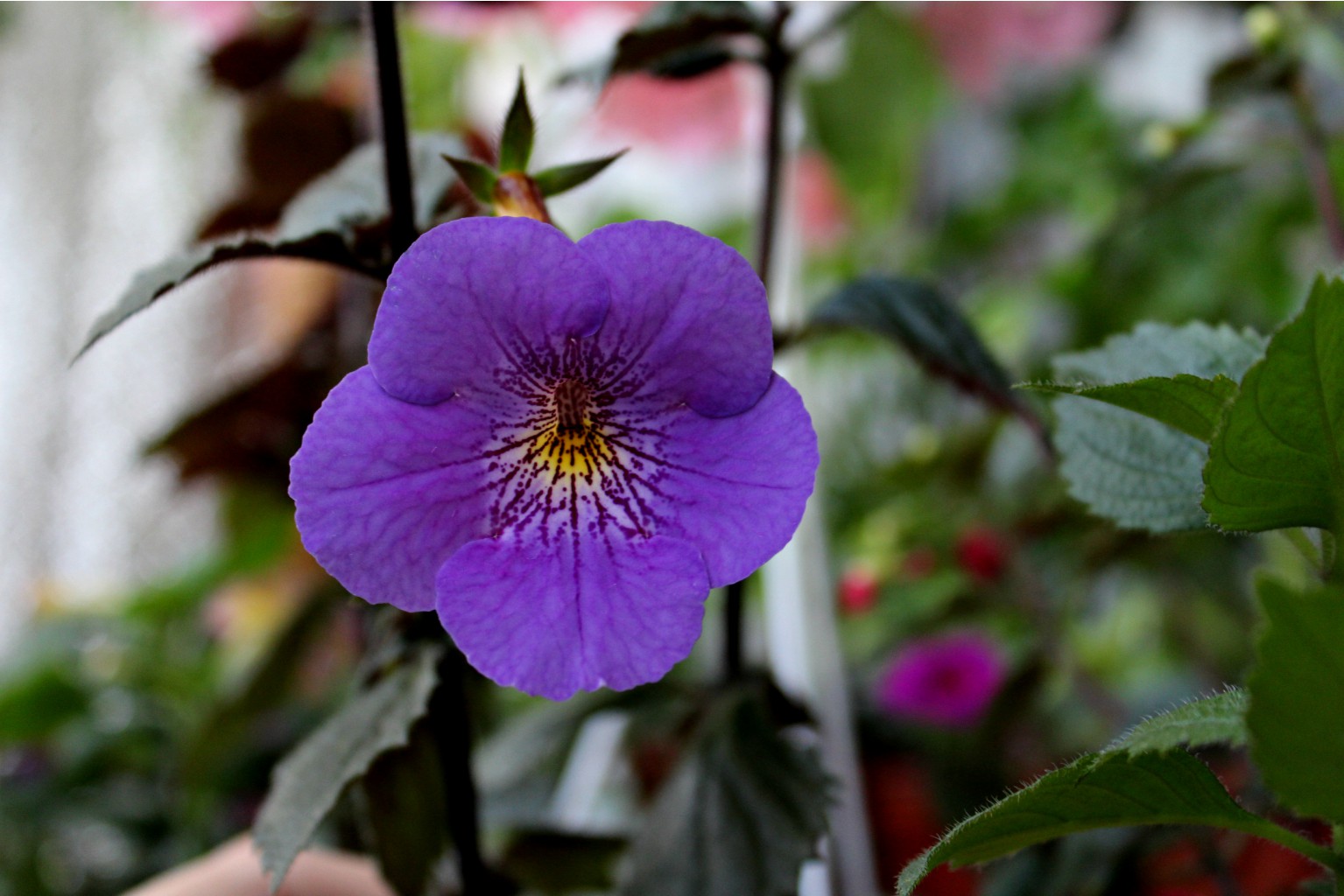 Himalayan Purple.jpg