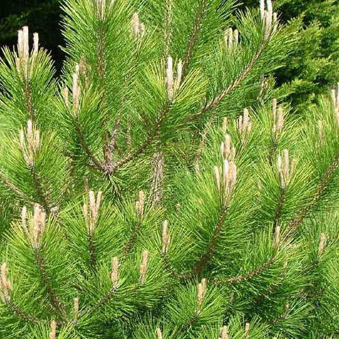 Pinus nigra nigra Сосна чёрная / австрийская 1.75 евро