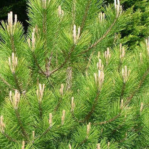 Pinus nigra nigra  ޣ /  1.75 