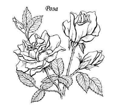 Coloring-pages-flowers-zezag-25s.jpg