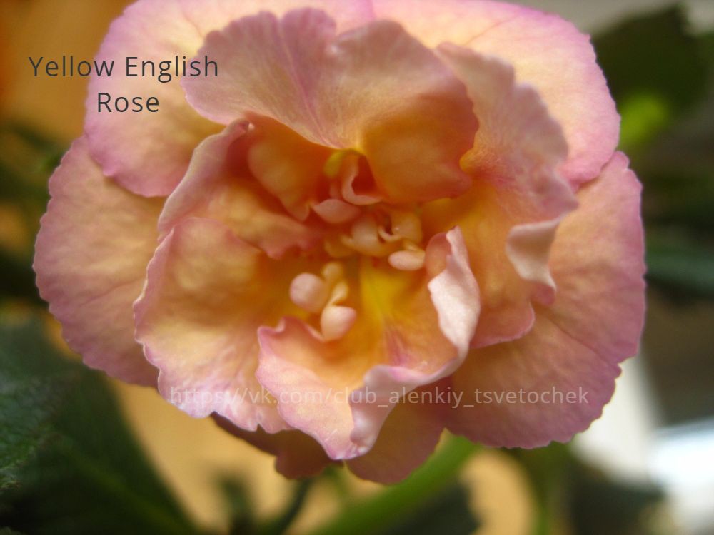 Yellow English Rose