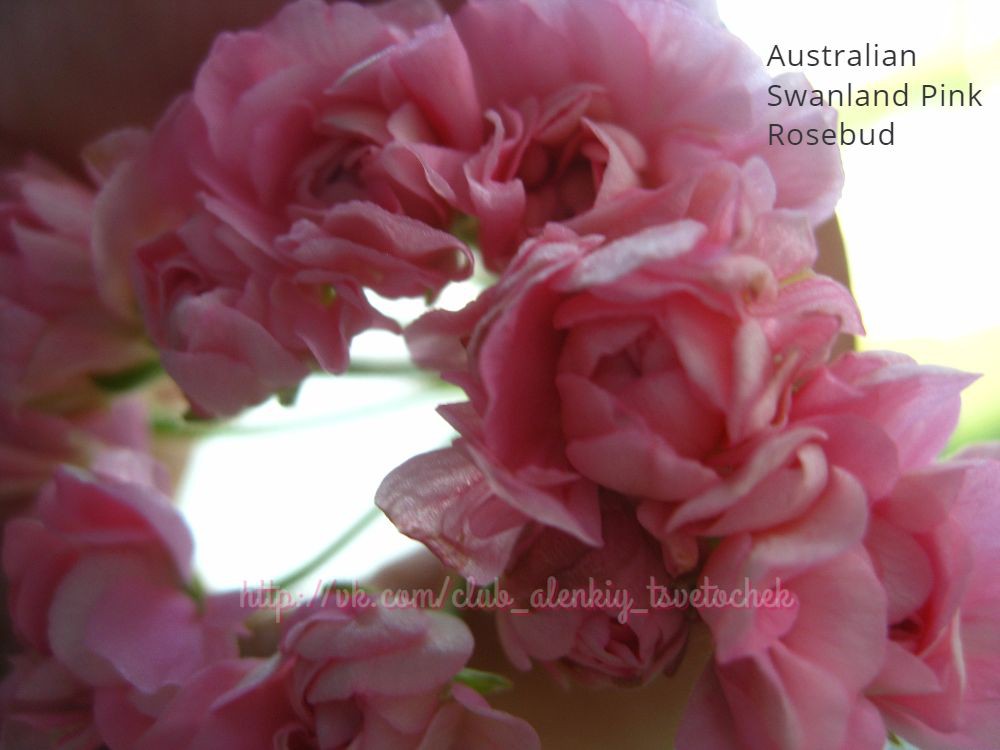 Australian Swanand Pink Rosebud