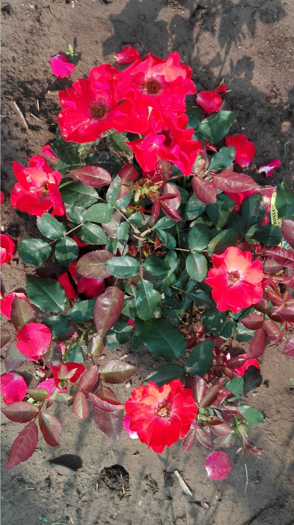 La-Rossa