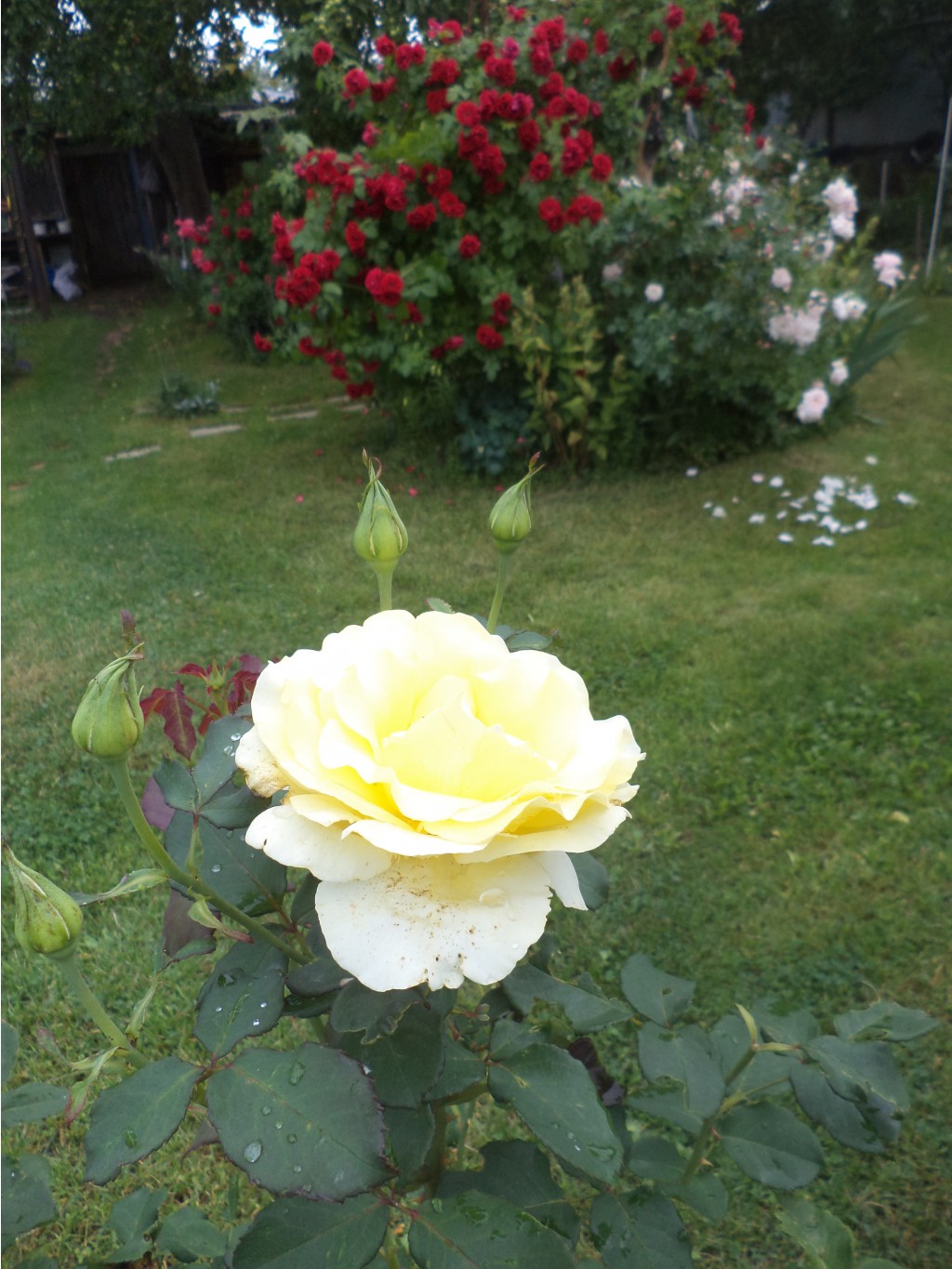 2016 07 05 (145).JPG
