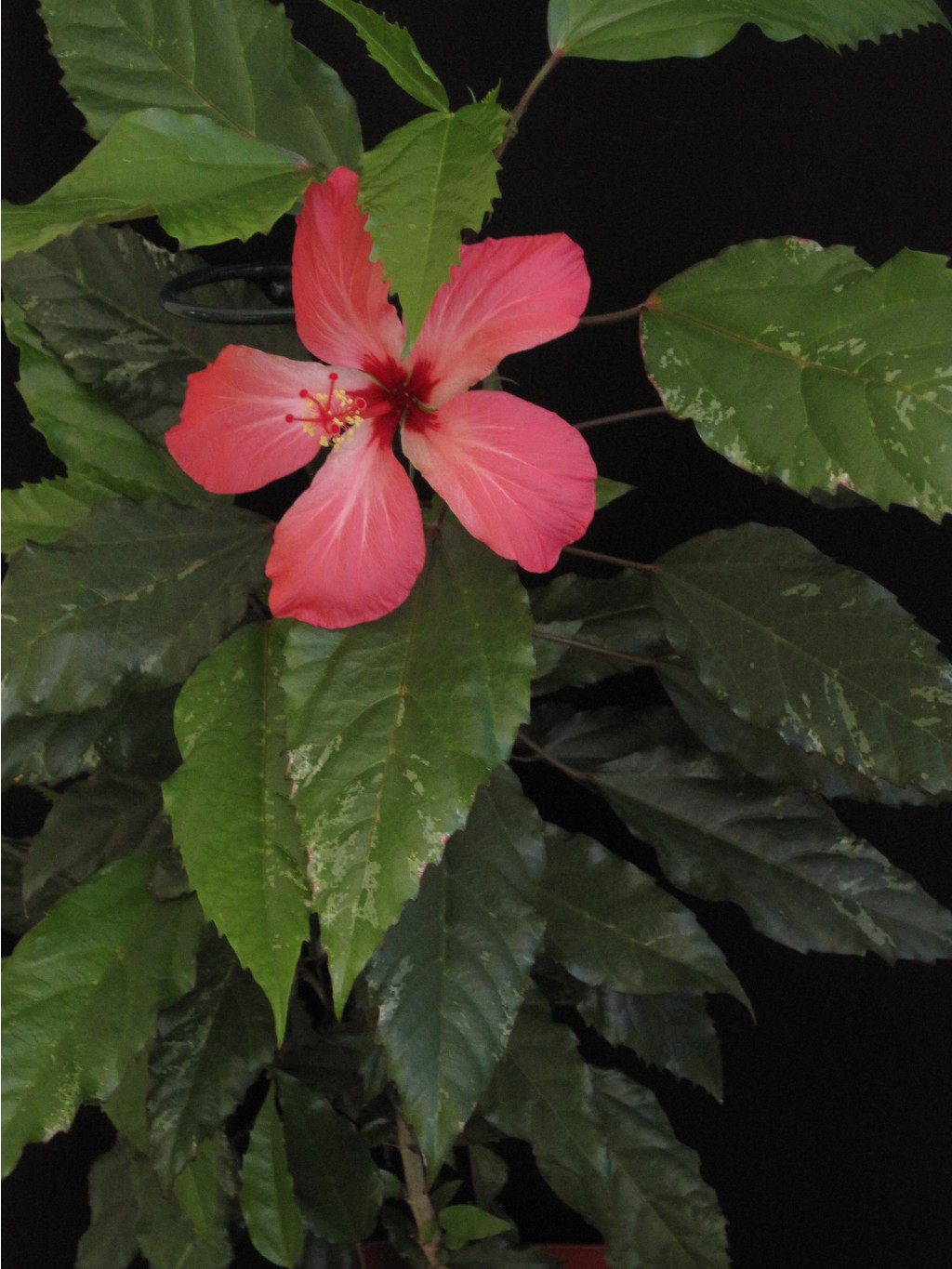 Hibiscus variegata, 2013