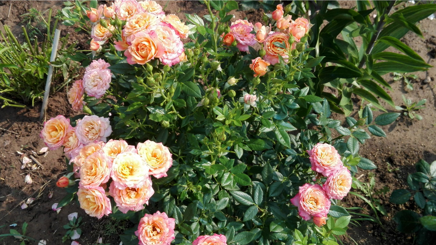 IMG 20160724 091520.jpg