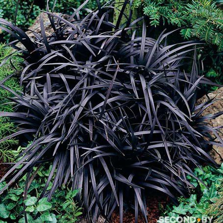  Ophiopogon plan. Niger - 4,37