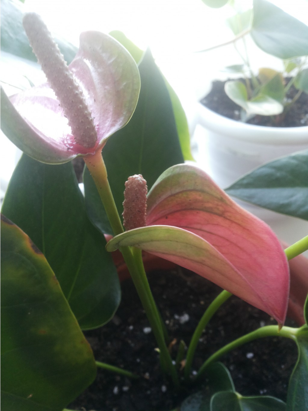 JOLI PINK