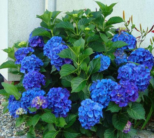 Hydrangea m. Nikko Blue - 1,87       3 